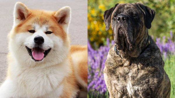 Parent Breeds of Akita Mastiff