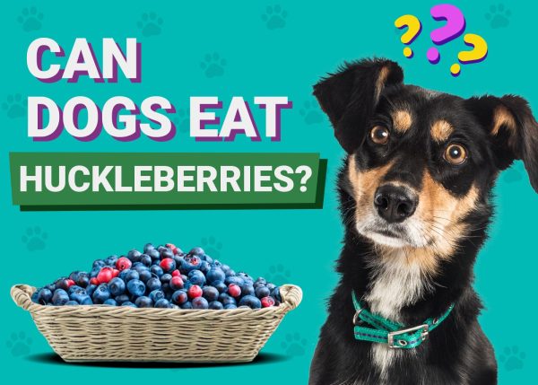 Can Dogs Eat Huckleberries