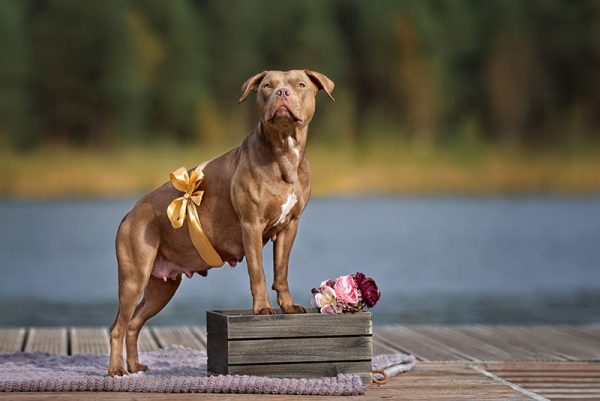 pregnant american pit bull terrier