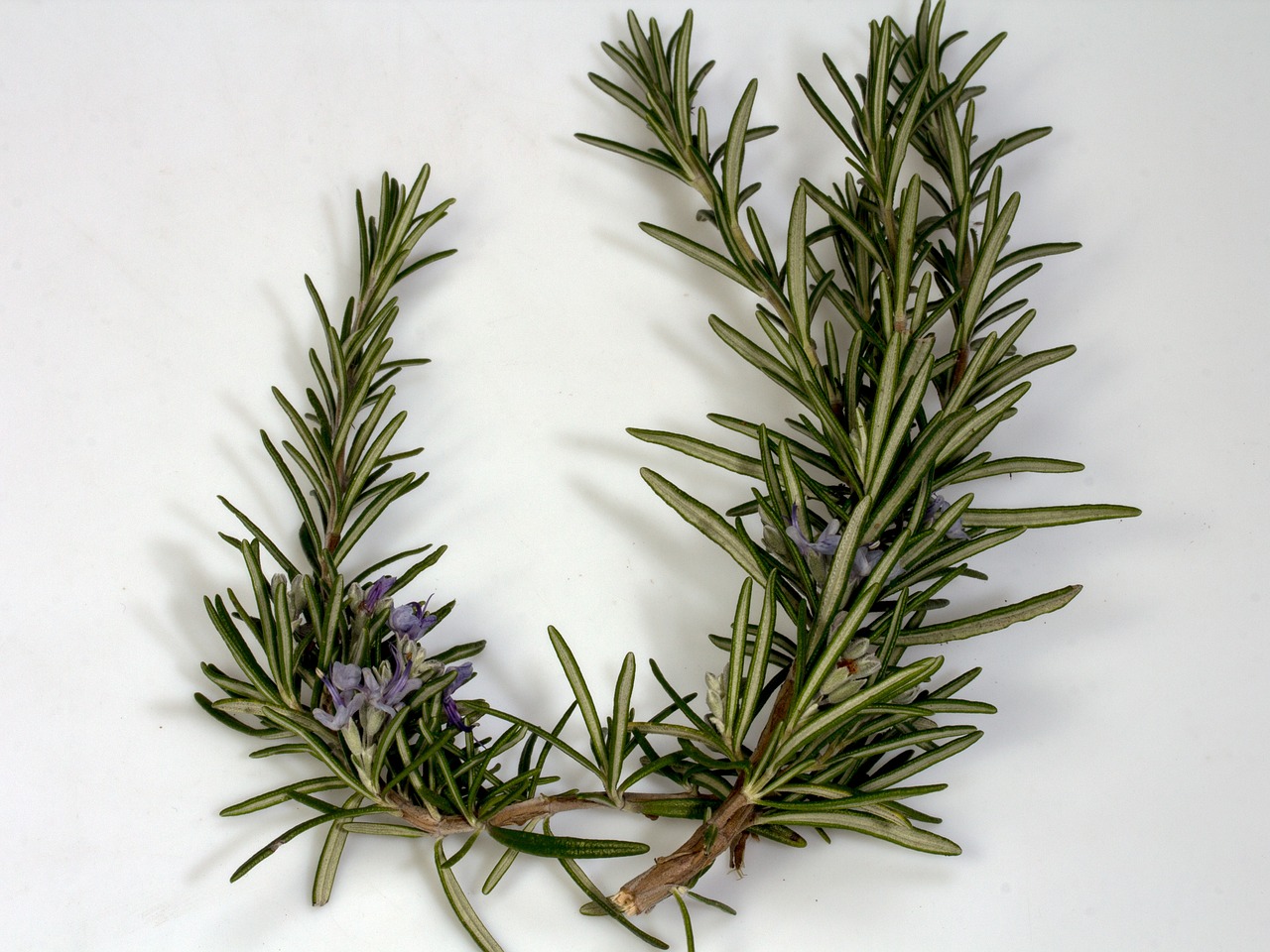 rosemary herbs on table