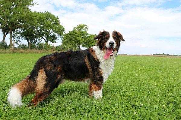 saint bernard australian shepherd mix dog in the meadows