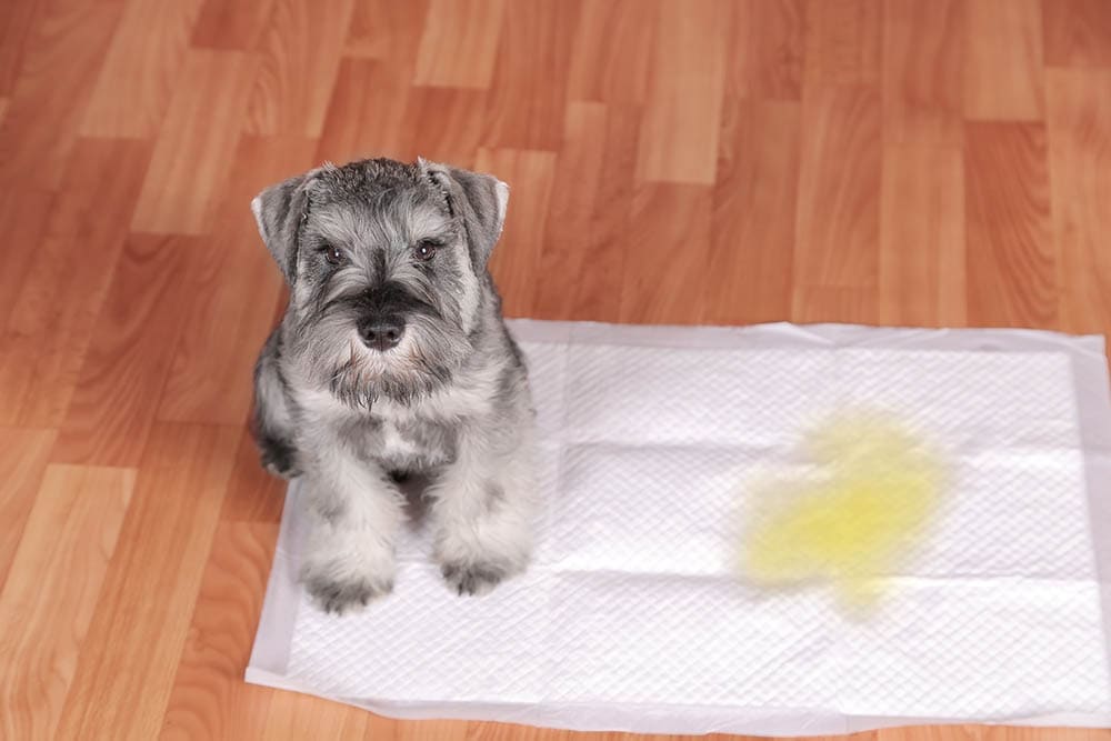 Schnauzer puppy peed on the potty training pad