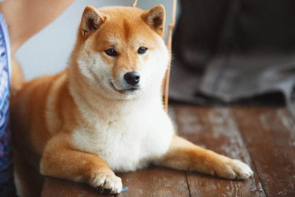 Shiba Inu lying on the floor