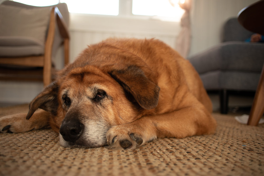 sick overweight dog lying on the floor