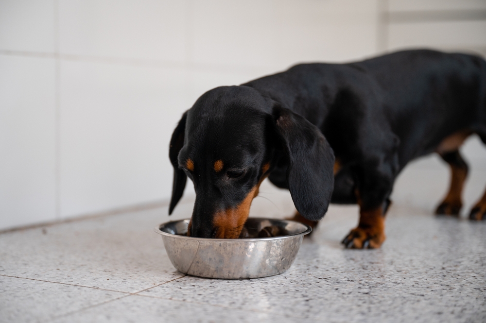 small dog eating from metal bowl