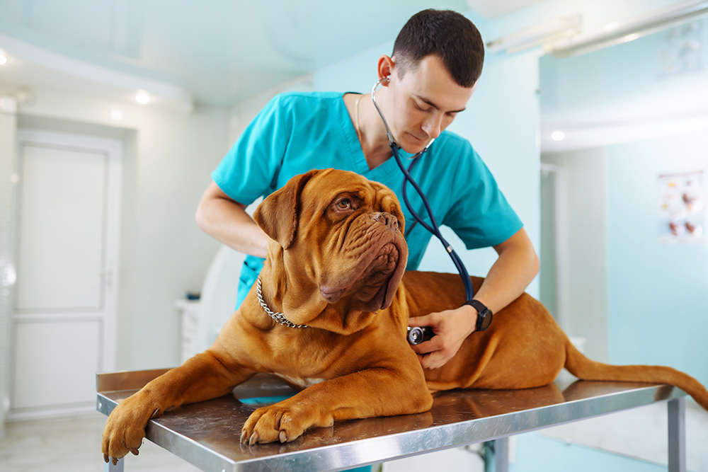 veterinarian checking up on dogue de bordeaux dog