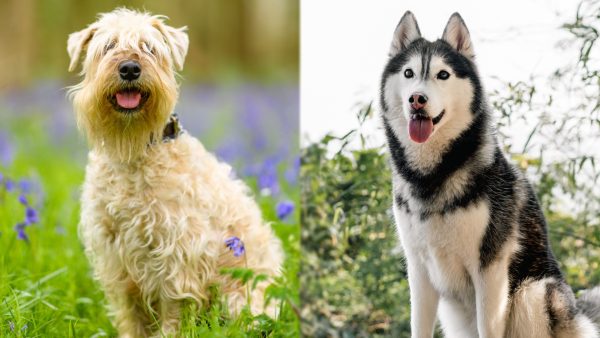 Wheaten Terrier Husky Mix