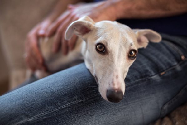 whippet dog hold by owner