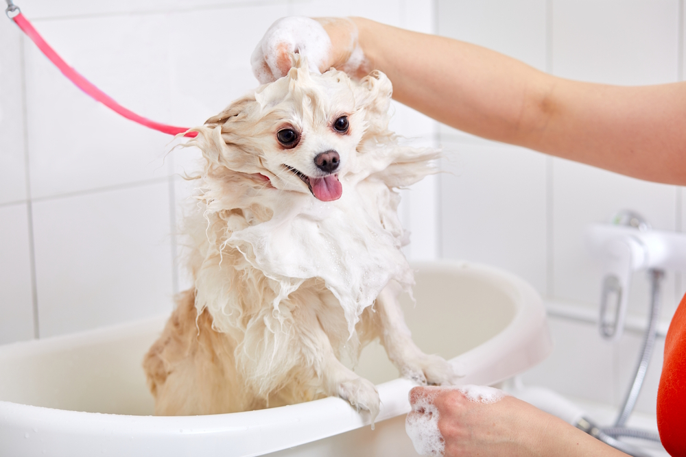 white-dog-taking-a-bath