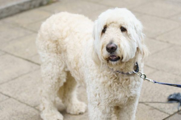 White labradoodle on the sidewalk