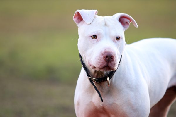 white pitbull dog up close