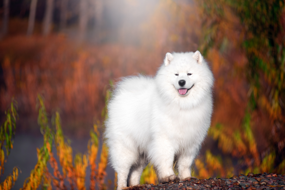 White Samoyed dog standing in a beautiful forest