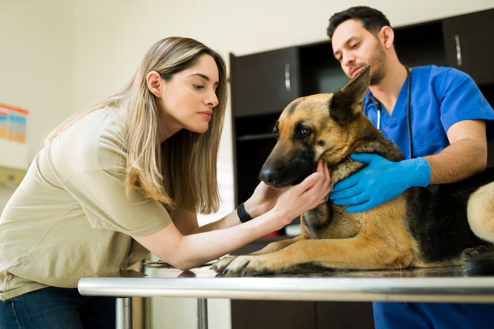 woman-and-sick-old-german-shepherd-at-veterinarian