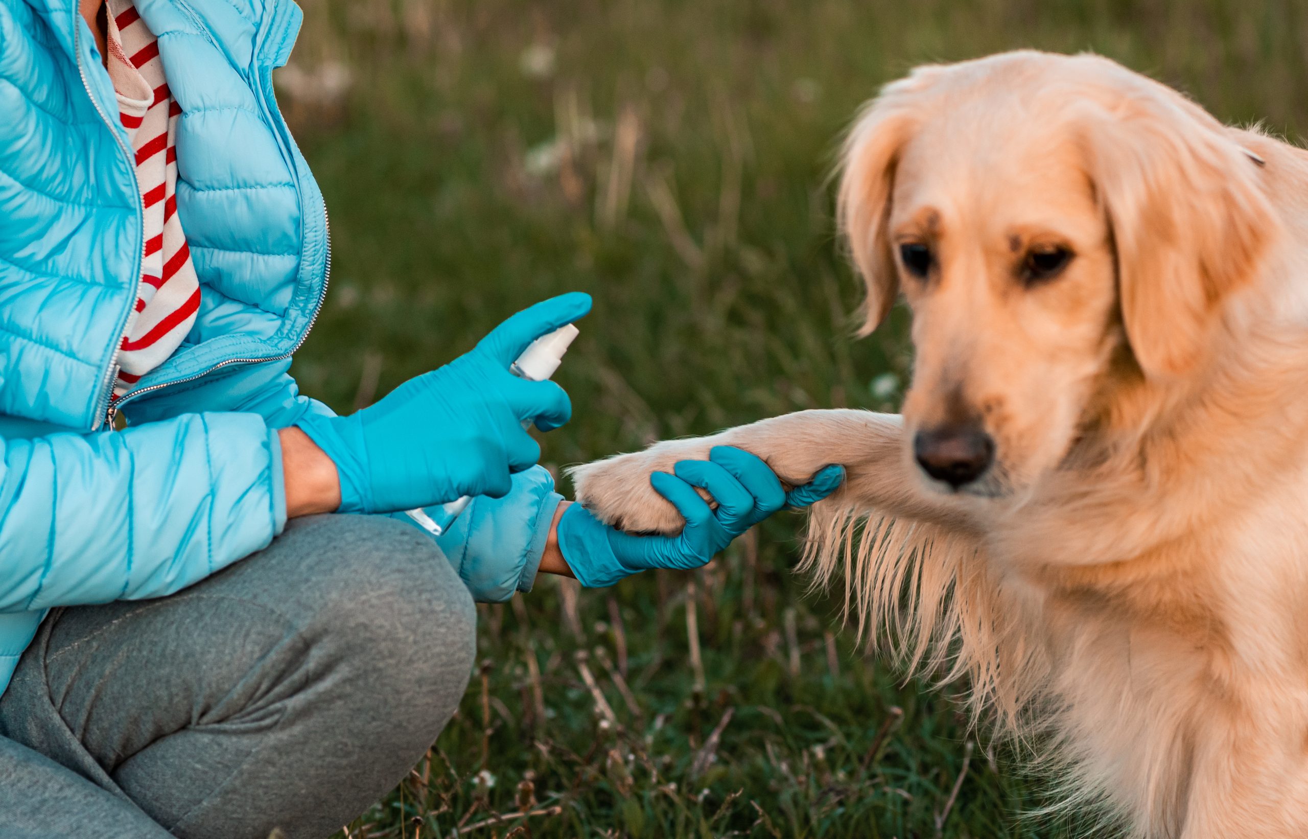 woman spraying on dog's paw