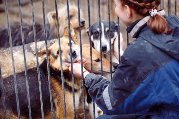 woman volunteer in animal shelter