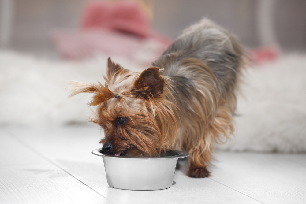 yorkshire terrier eating dog food from metal bowl