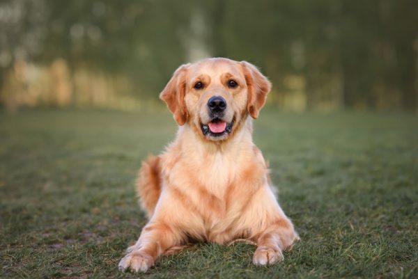 young dog lying in the meadow