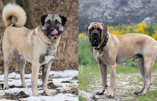 Anatolian Mastiffs and English Mastiffs Side By Side