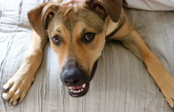 close up of a rhodesian ridgeback german shepherd mixed breed dog