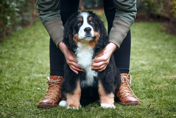 man petting a bernese mountain dog puppy