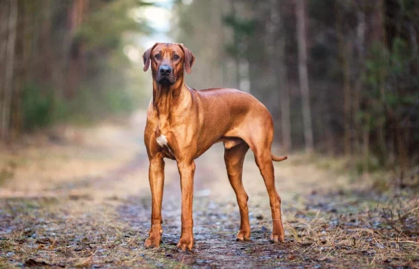 Rhodesian ridgeback dog outdoors